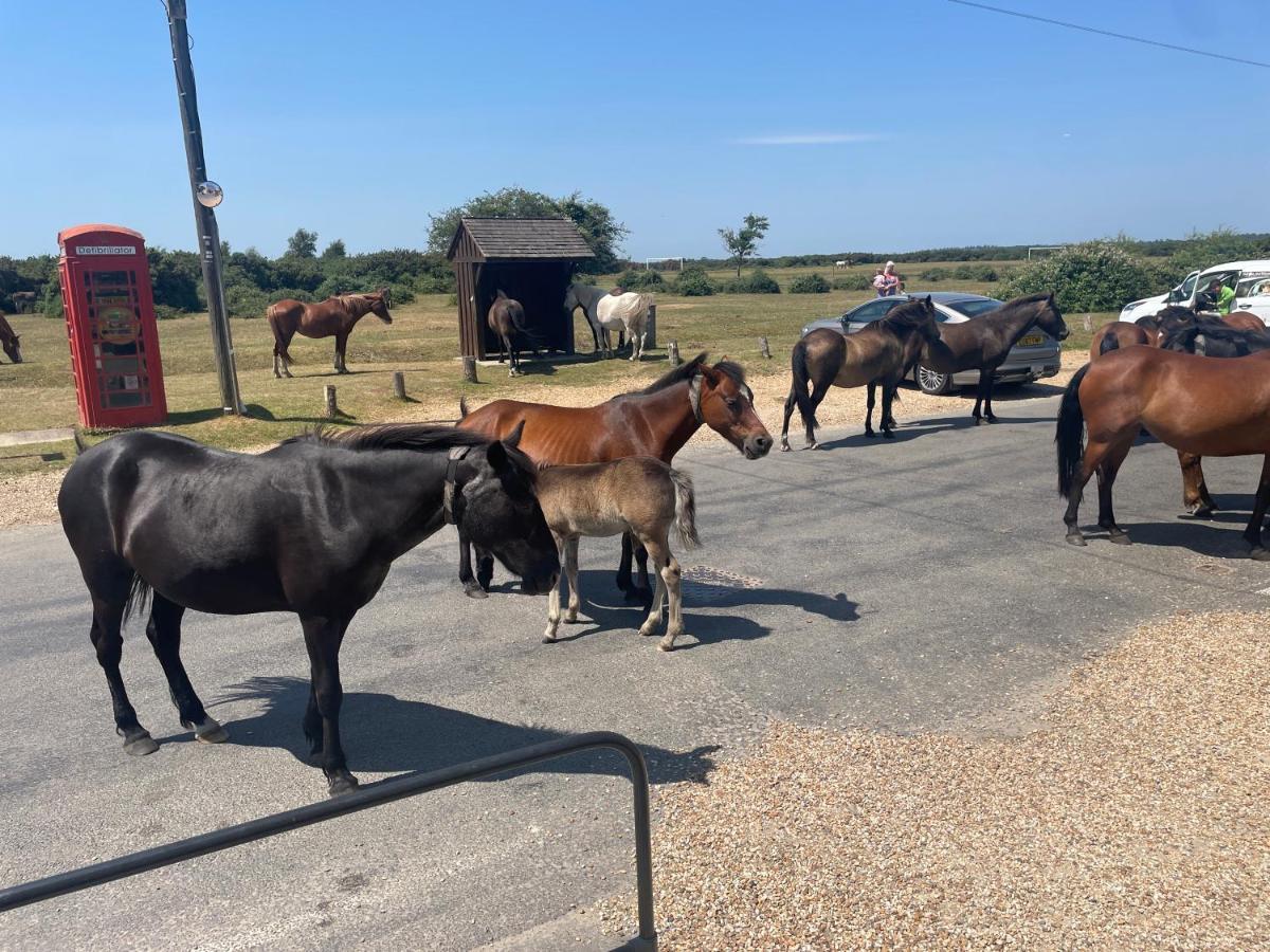 New Forest View Бьюли Экстерьер фото