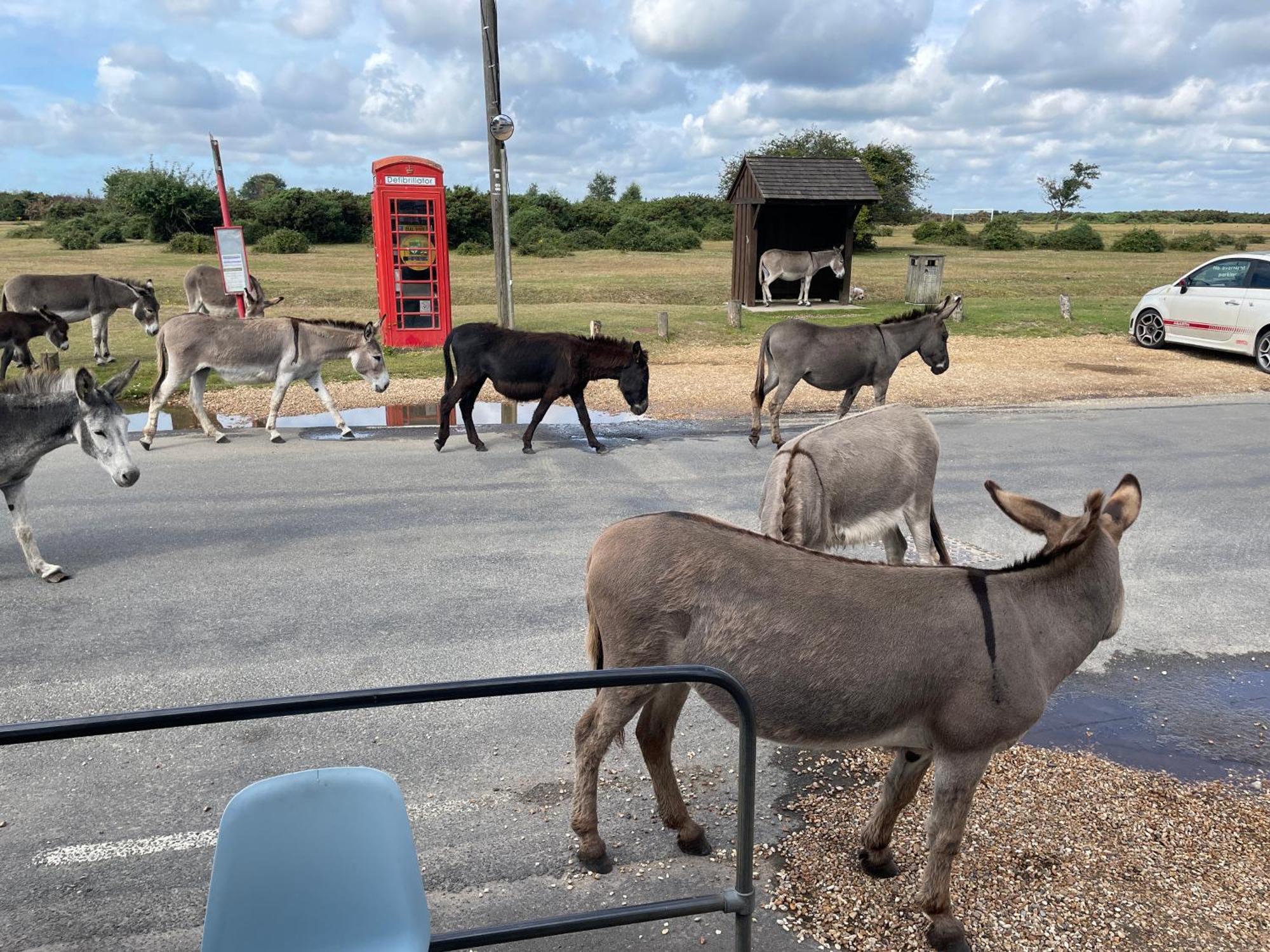 New Forest View Бьюли Экстерьер фото
